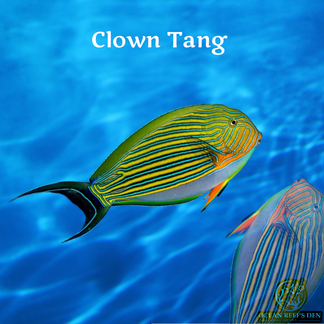 Tang - Clown