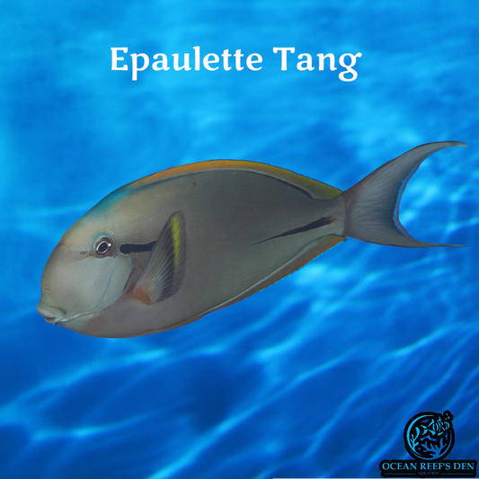 Tang - Epaulette