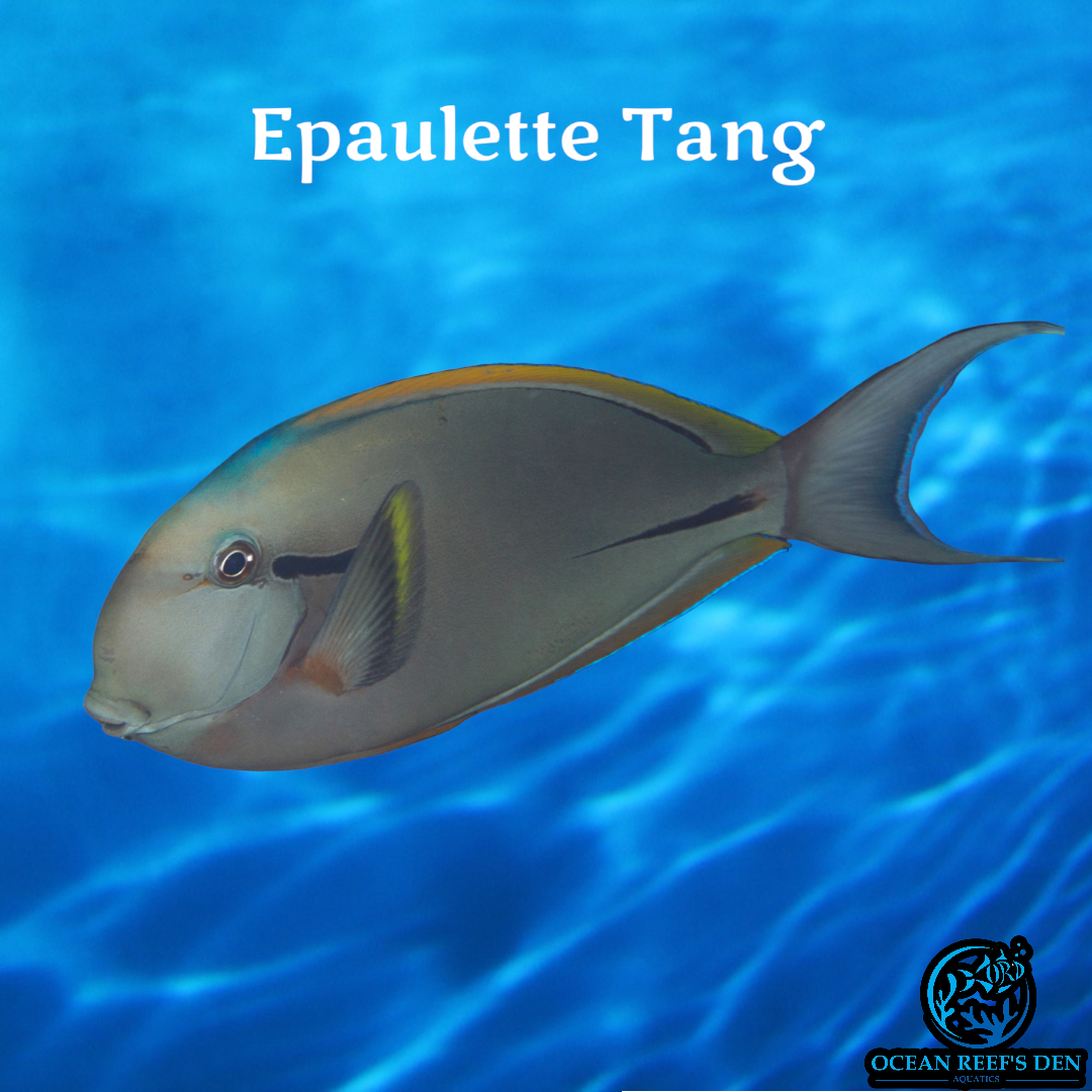 Tang - Epaulette