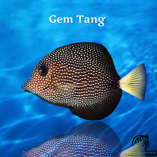 Tang - Gem