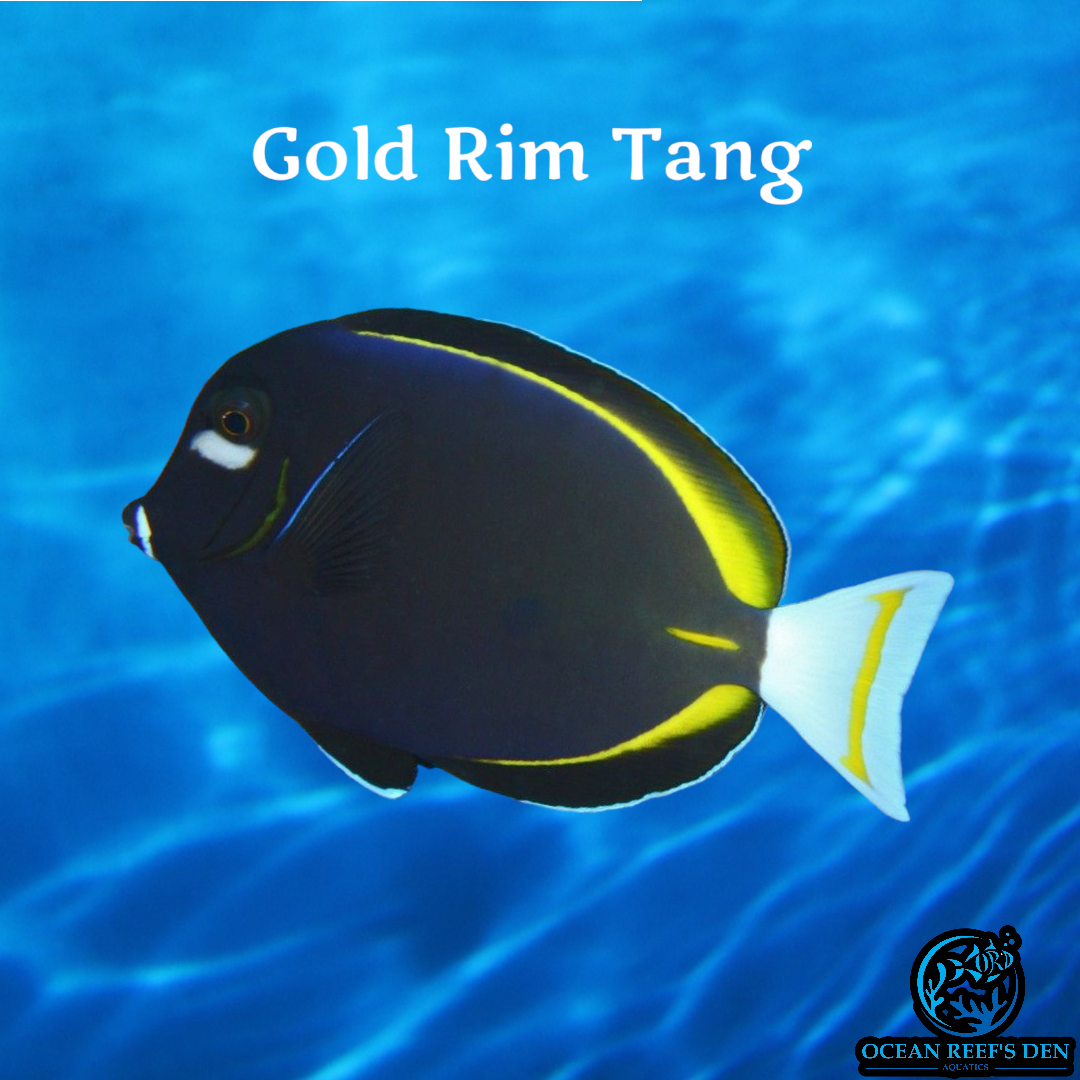 Tang - Gold Rim