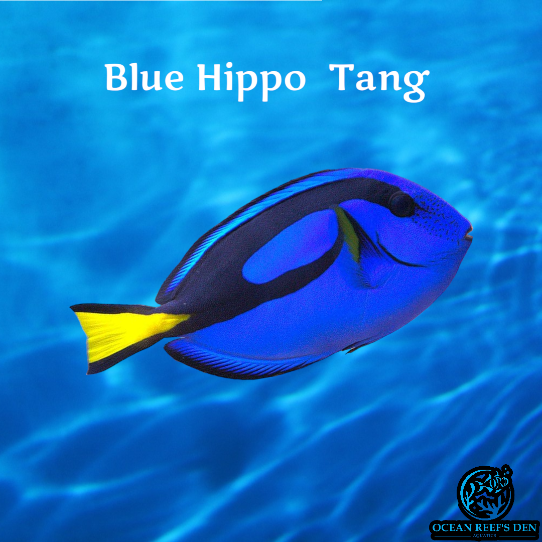 Tang - Hippo