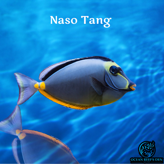 Tang - Naso