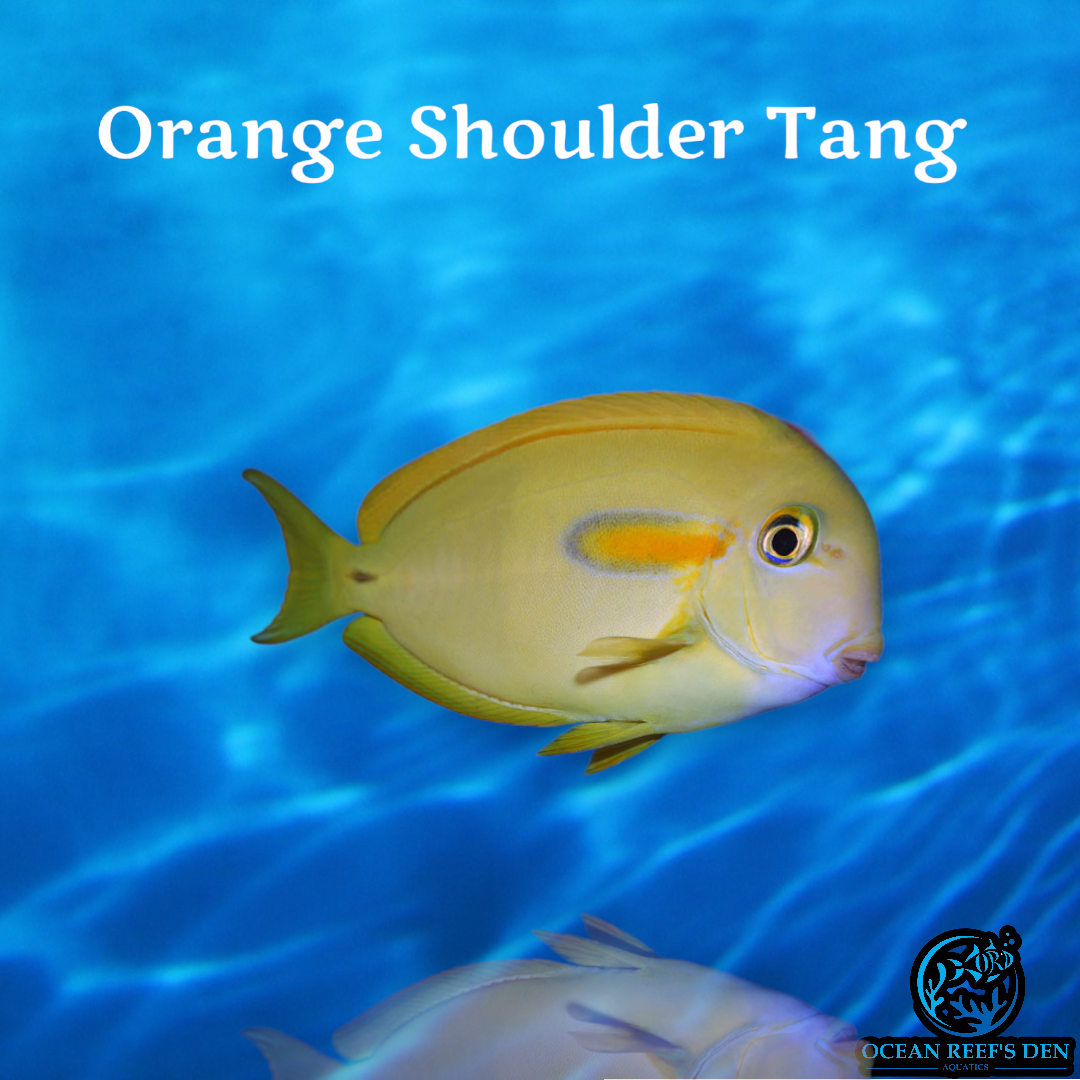 Tang - Orange Shoulder