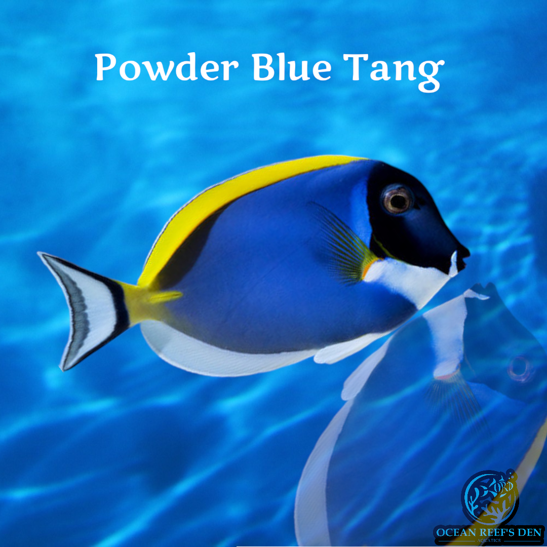 Tang - Powder Blue