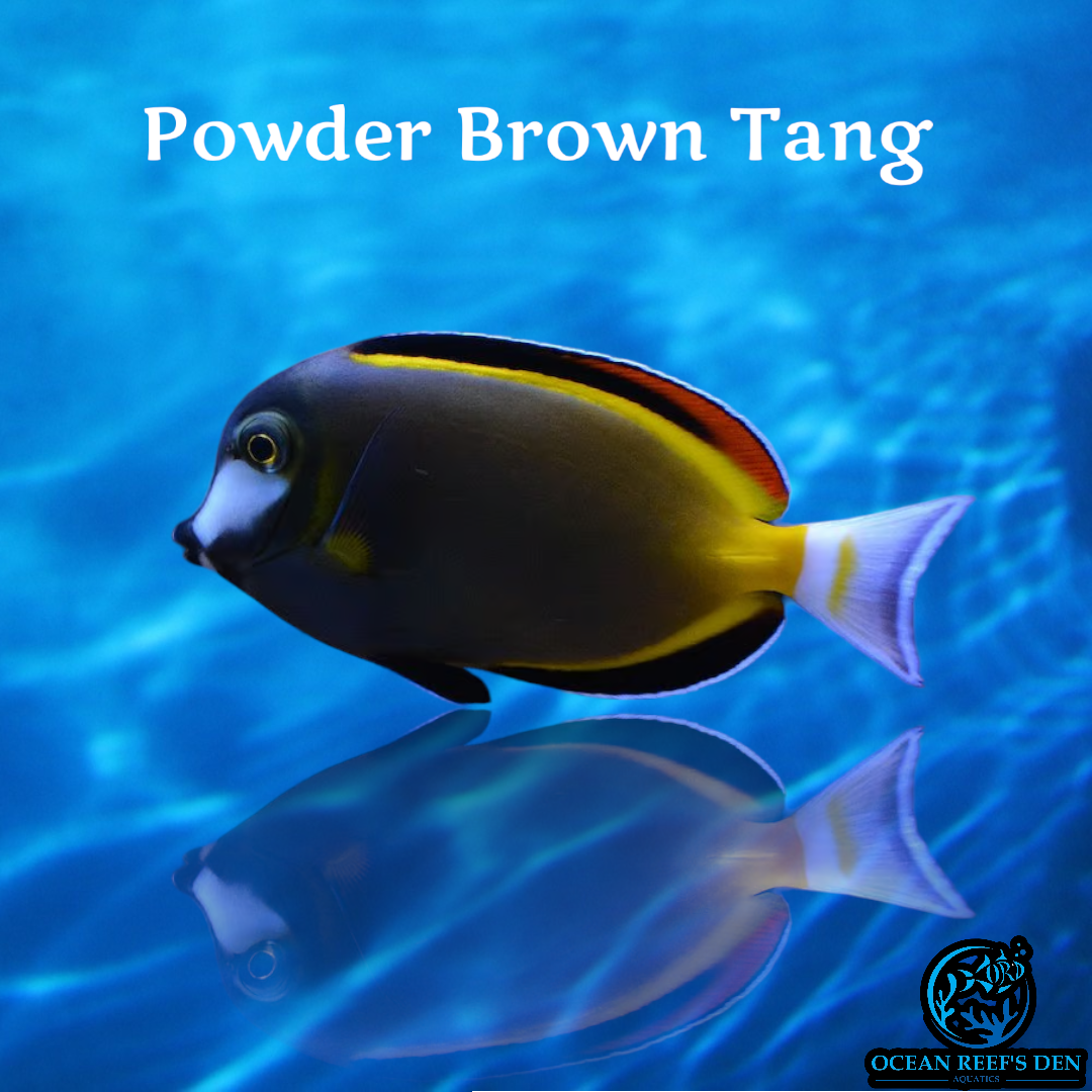 Tang - Powder Brown