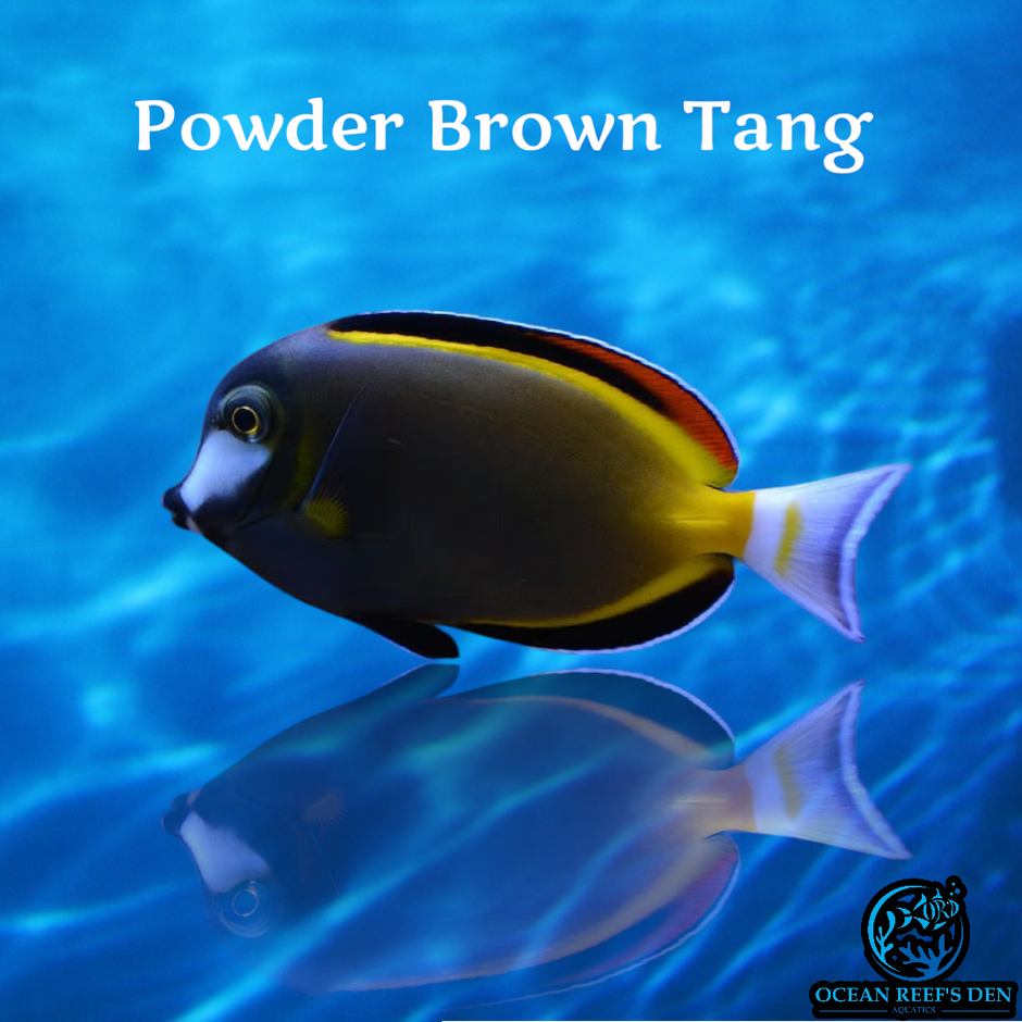 File Tang Injry Tangs – Ocean Reef's Den Aquatics / ORD Aquatics