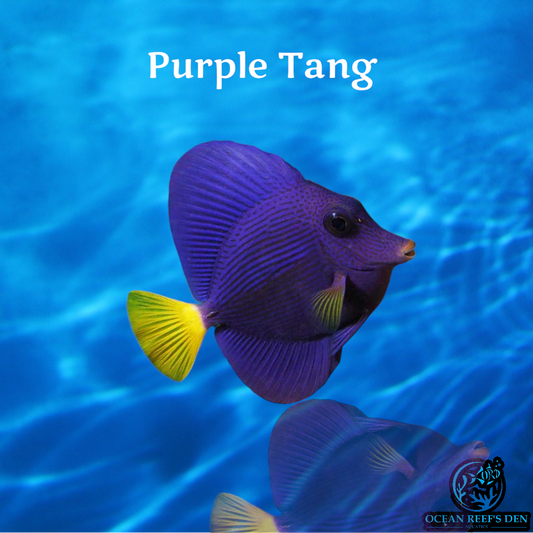 Tang - Purple