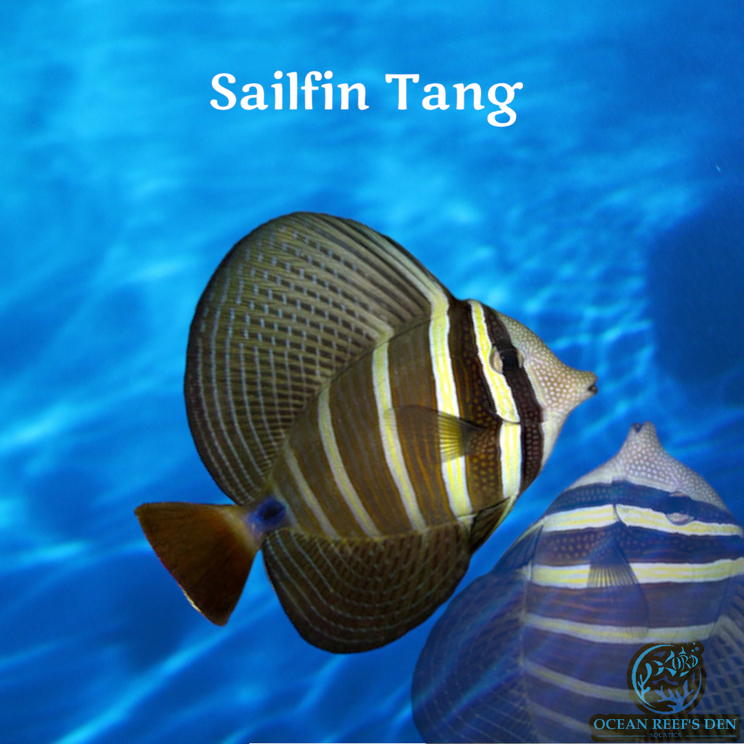 Tang - Sailfin