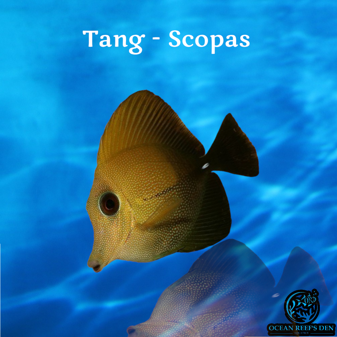 Tang - Scopas
