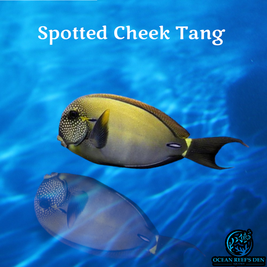 Tang - Spotted Cheek
