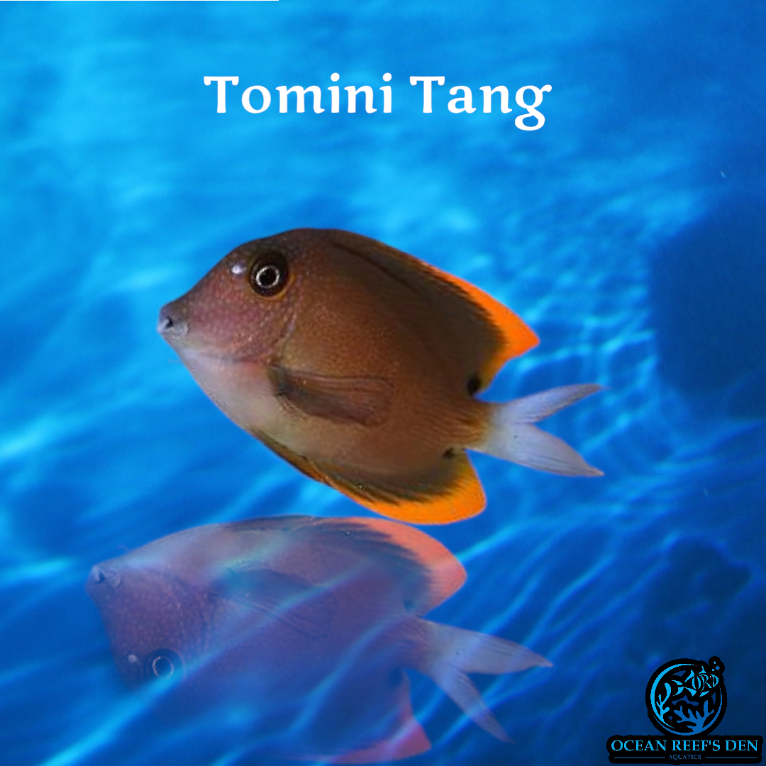 Tang - Tomini