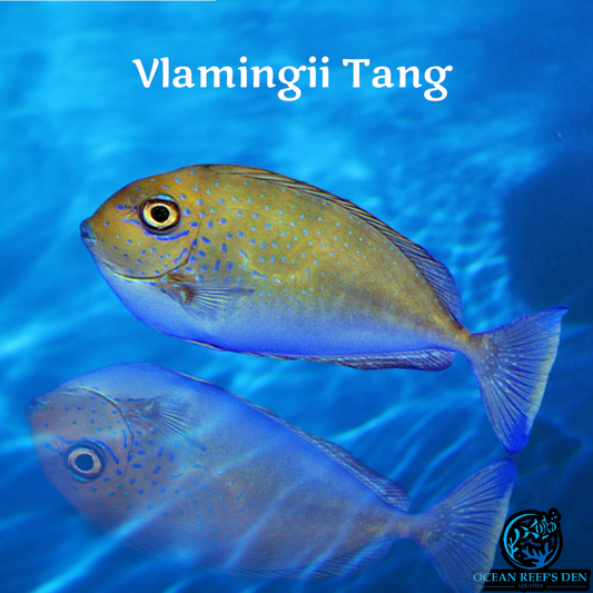 Tang - Vlamingii