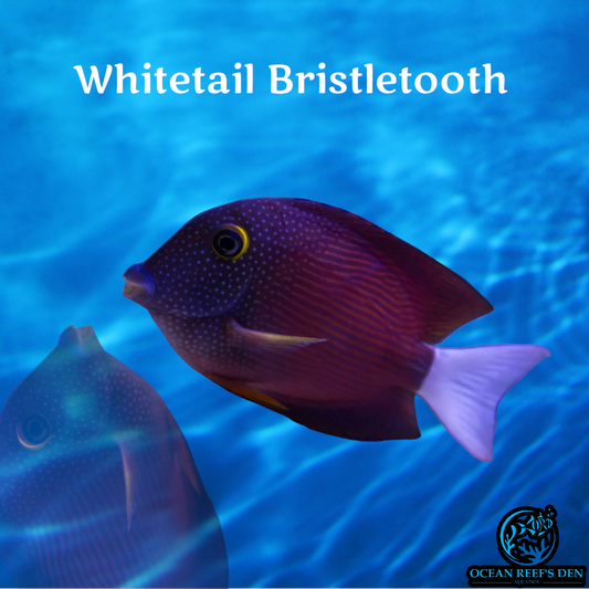 Tang - Whitetail Bristletooth