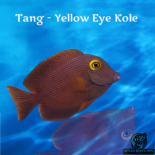 Tang - Yellow Eye Kole