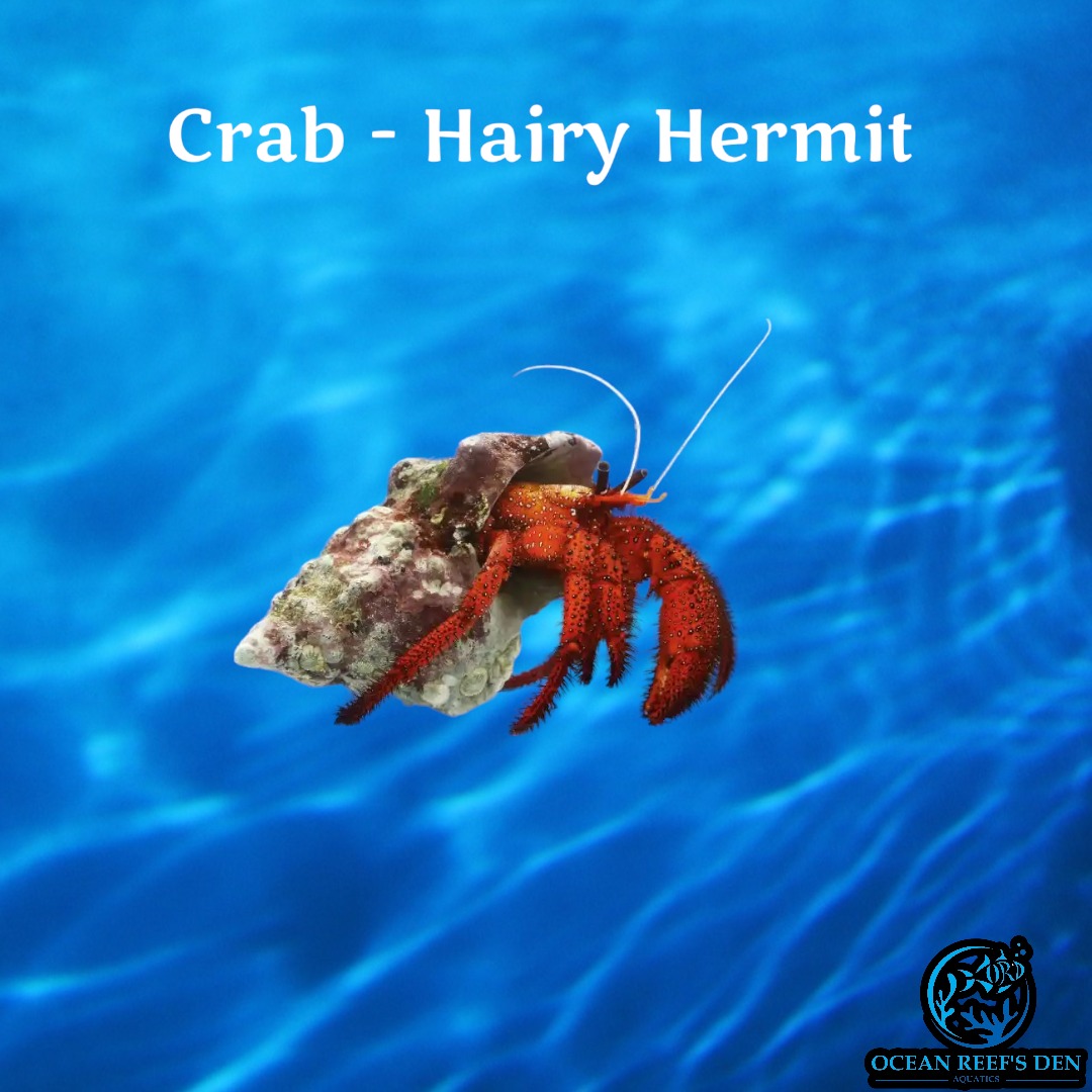 Crab - Hairy Hermit