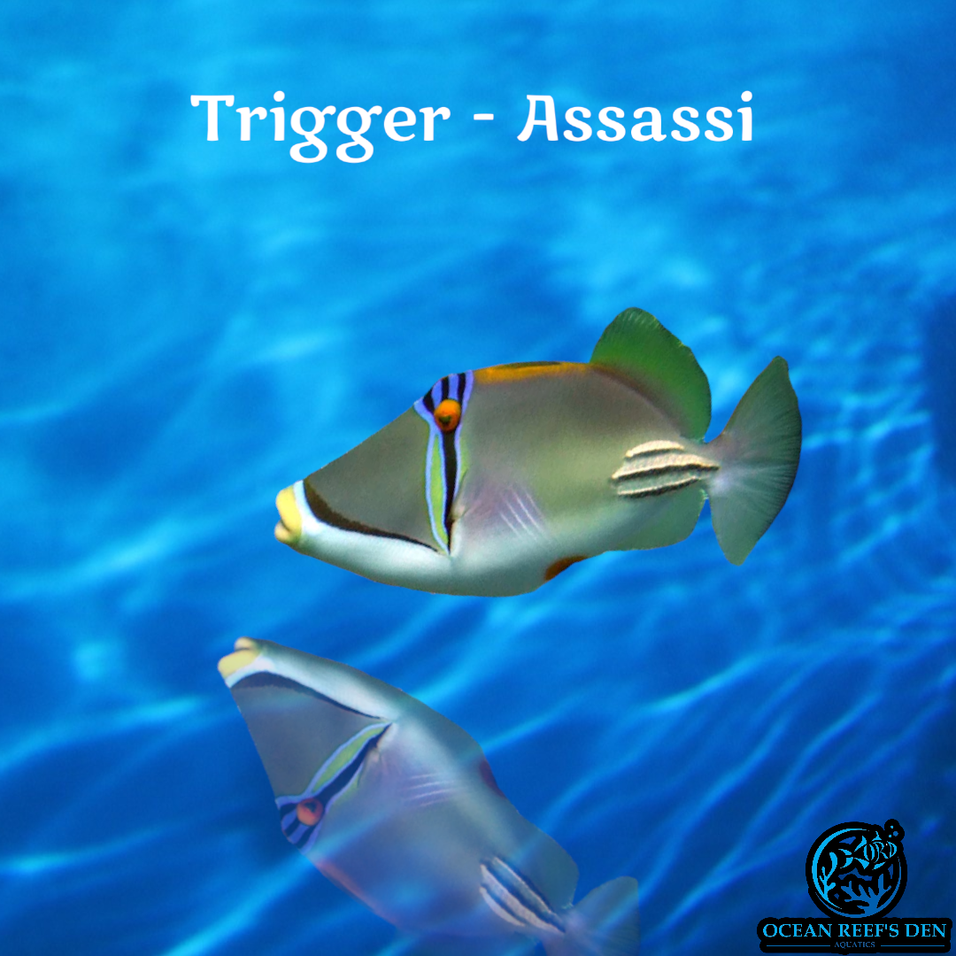 Trigger - Assassi