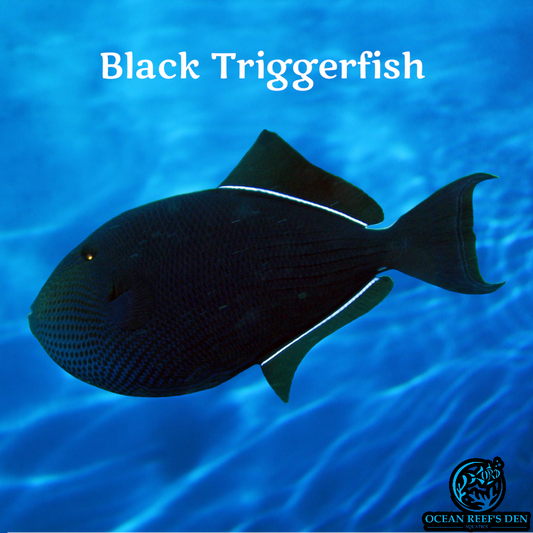 Trigger - Black