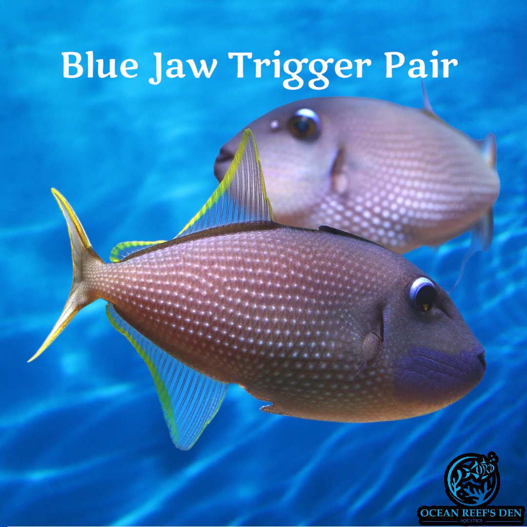 Trigger - Blue Jaw Male