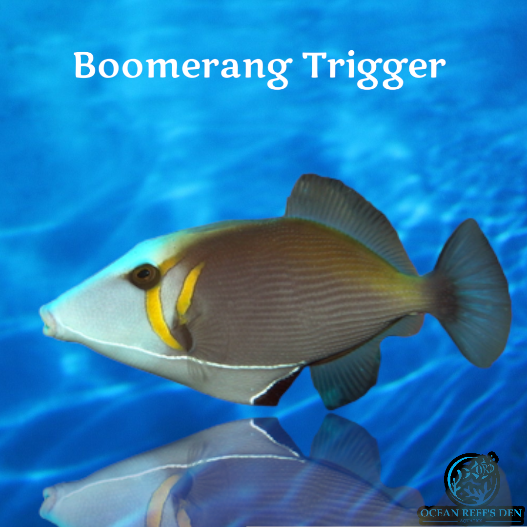 Trigger - Boomerang