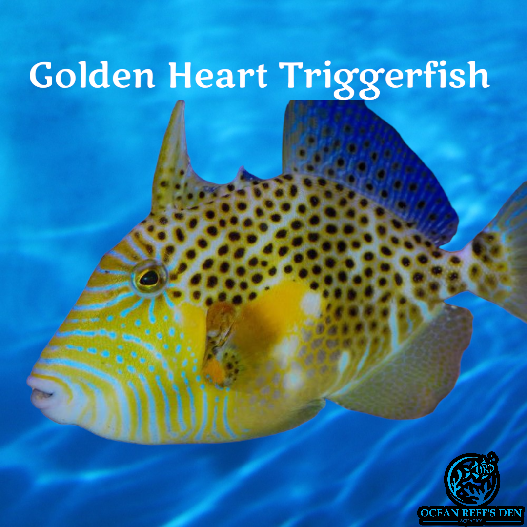Trigger - Golden Heart