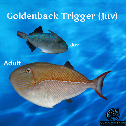 Trigger - *Rare* Goldenback  (Juv)