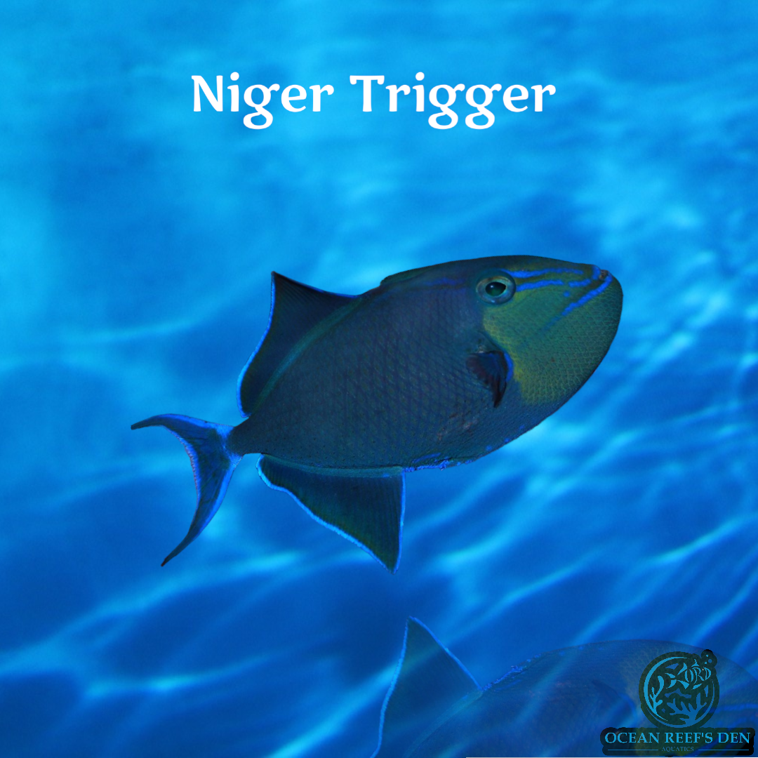 Trigger - Niger – Ocean Reef's Den Aquatics / ORD Aquatics