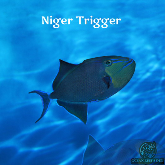 Trigger - Niger