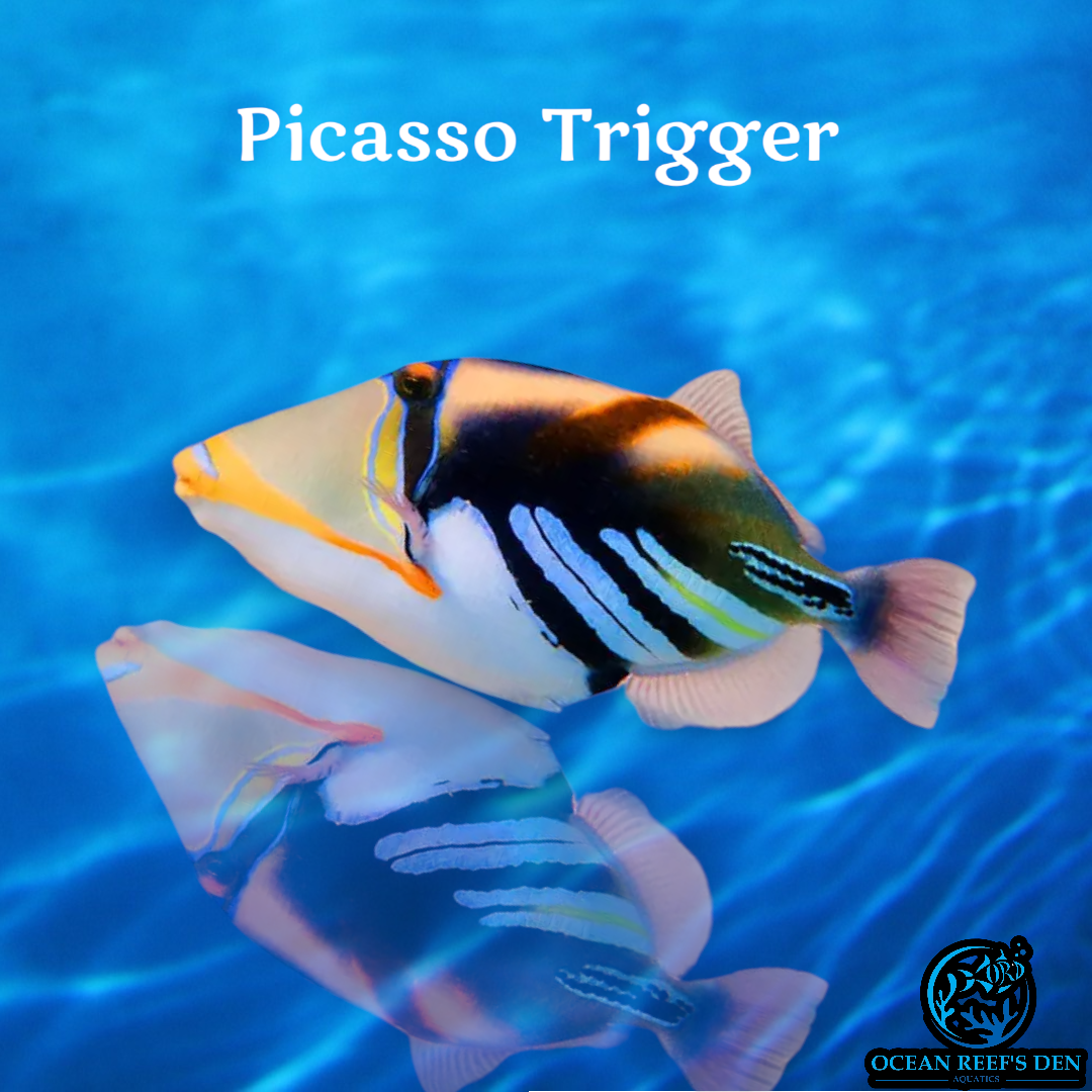 Trigger - Humu Picasso