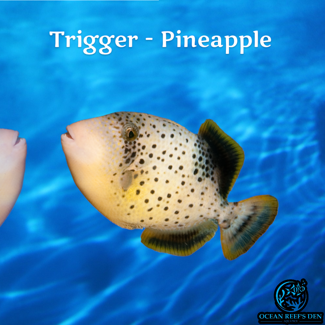 Trigger - Pineapple
