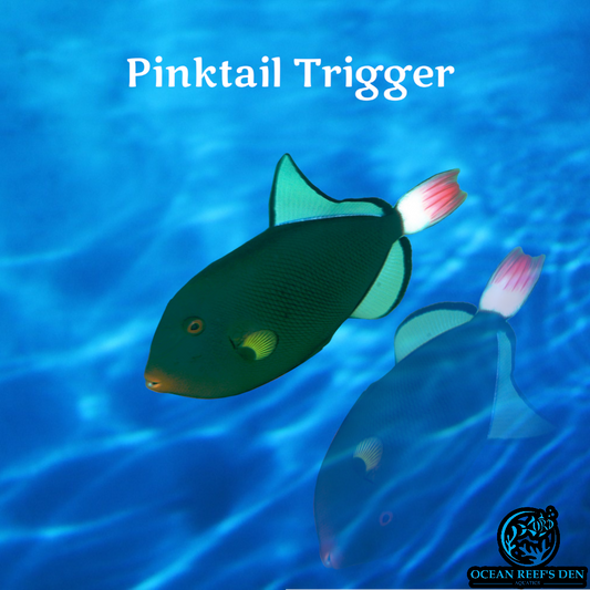 Trigger - Pinktail