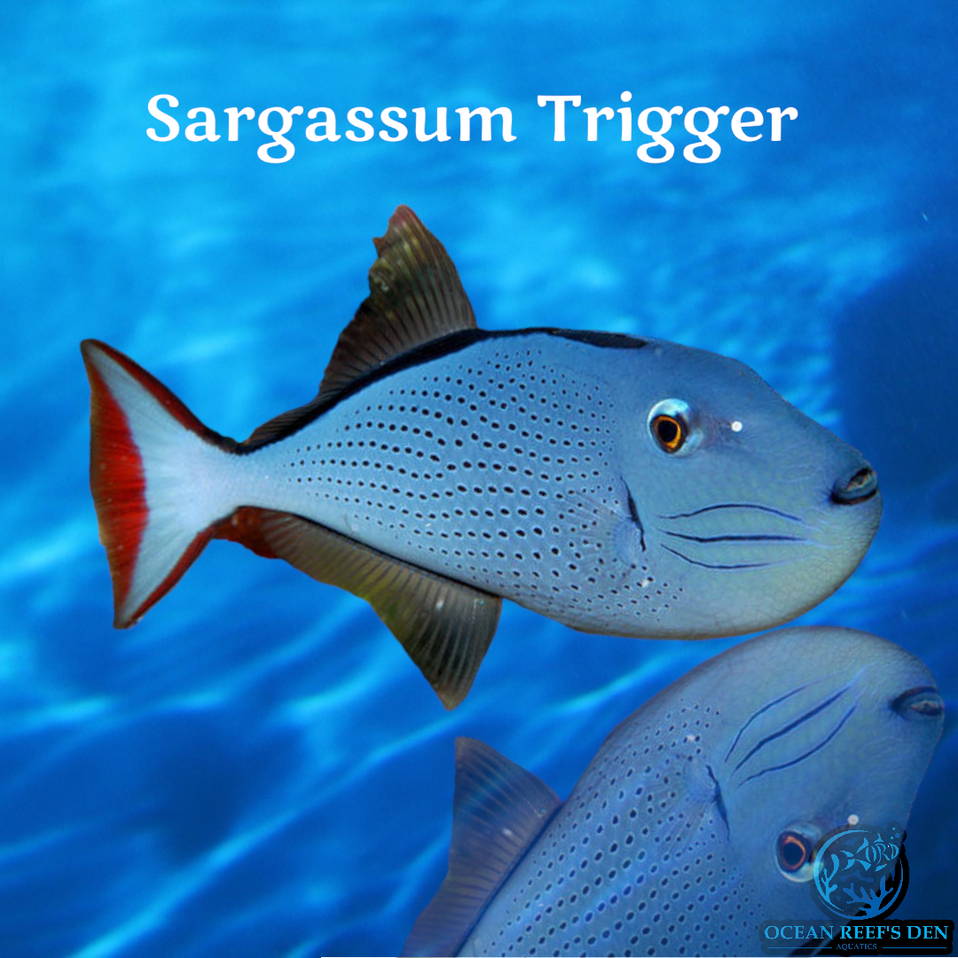 Trigger - Sargassum