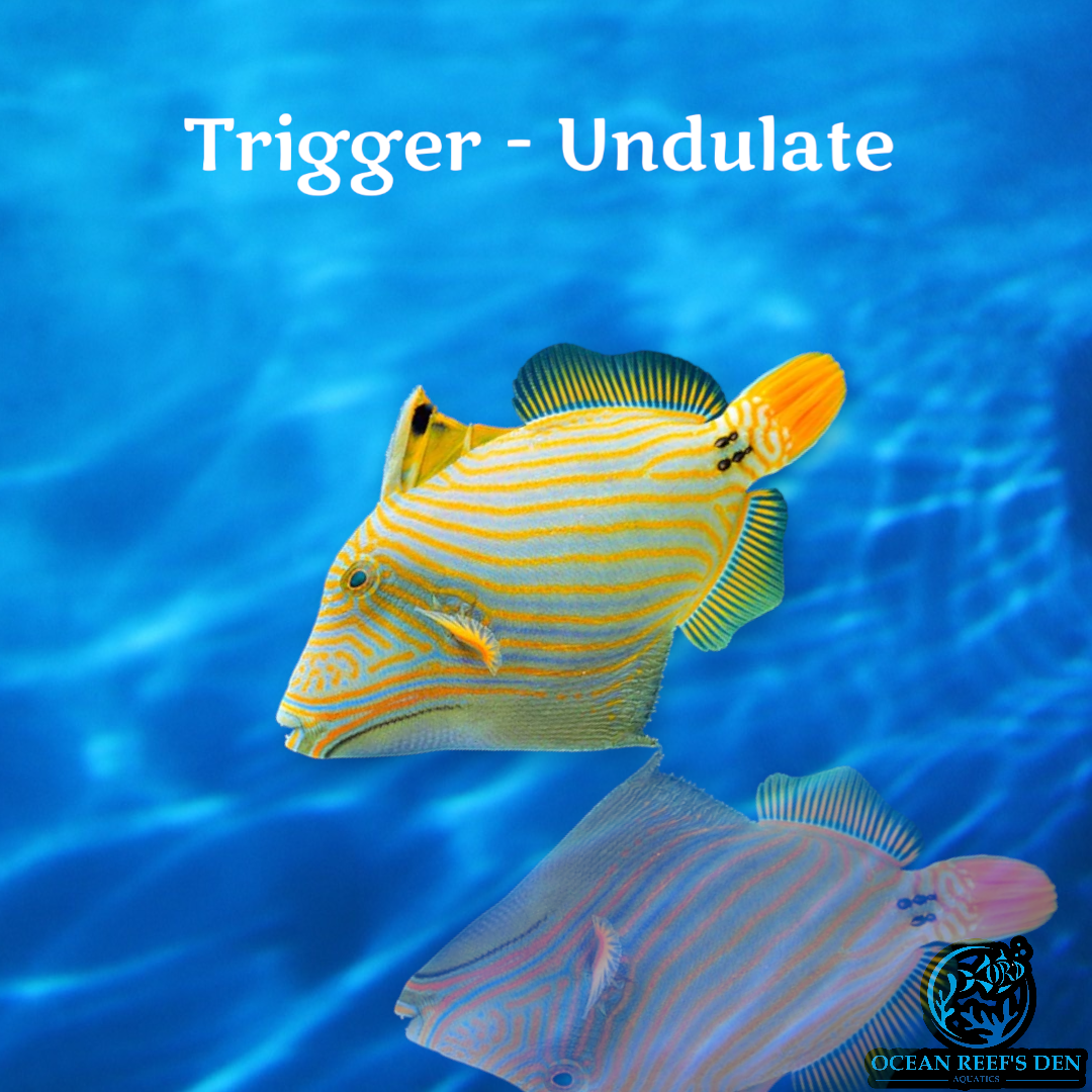 Trigger - Undulate