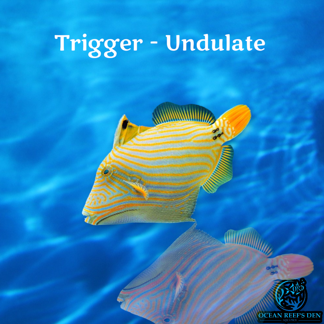 Trigger - Undulate – Ocean Reef's Den Aquatics / ORD Aquatics