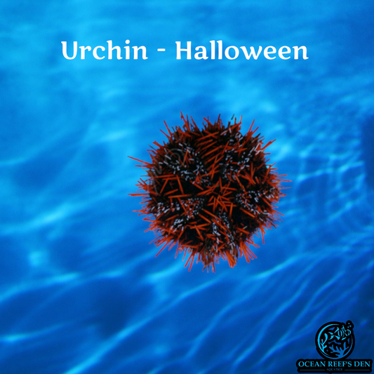 Urchin - Halloween