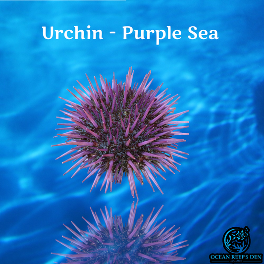 Urchin - Purple Sea