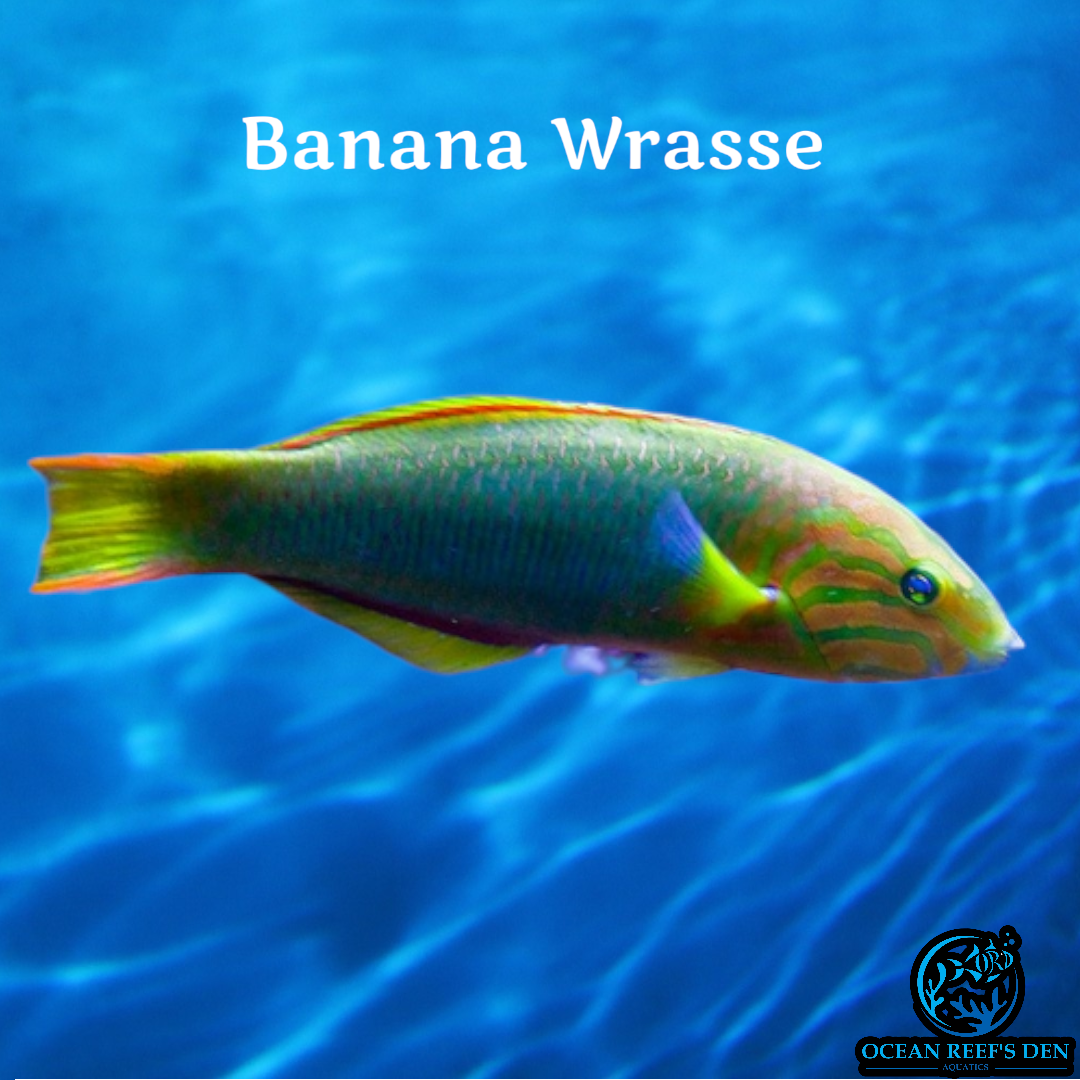 Banana Rays Wrasse - Banana โ Ocean Reef's Den Aquatics / ORD Aquatics