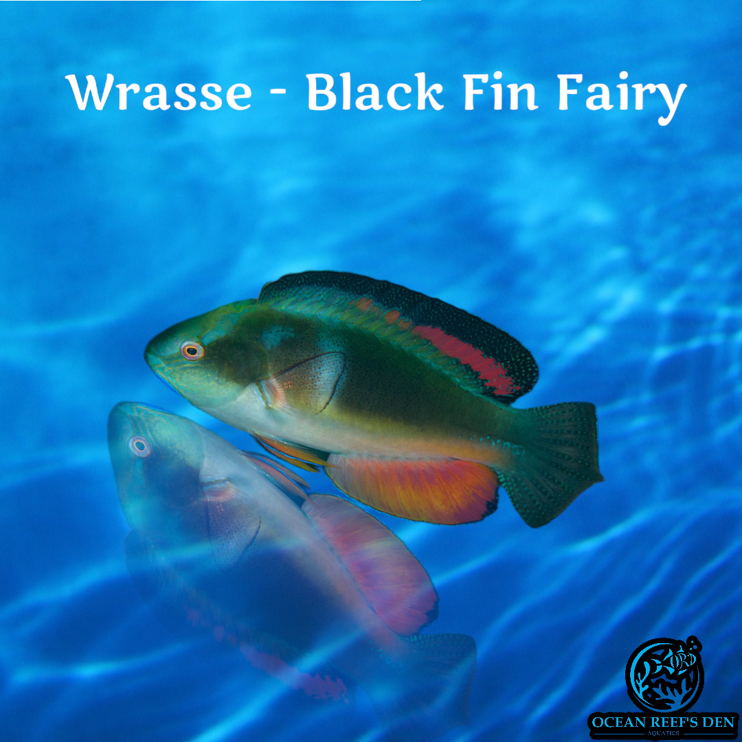 Wrasse - Black Fin Fairy