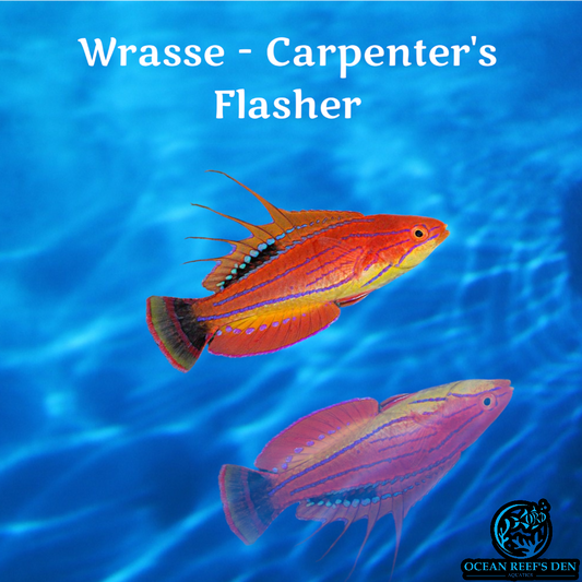 Wrasse - Carpenter's Flasher