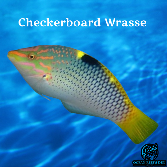 Wrasse - Checkerboard