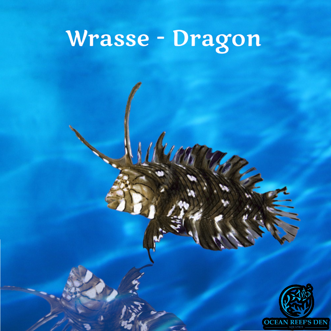 Wrasse - Dragon