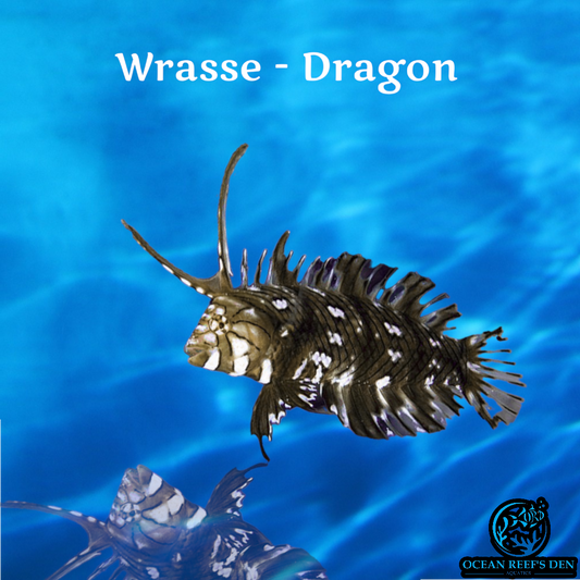 Wrasse - Dragon