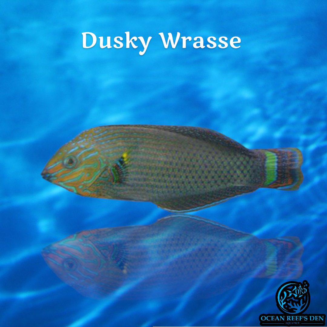 Wrasse - Dusky