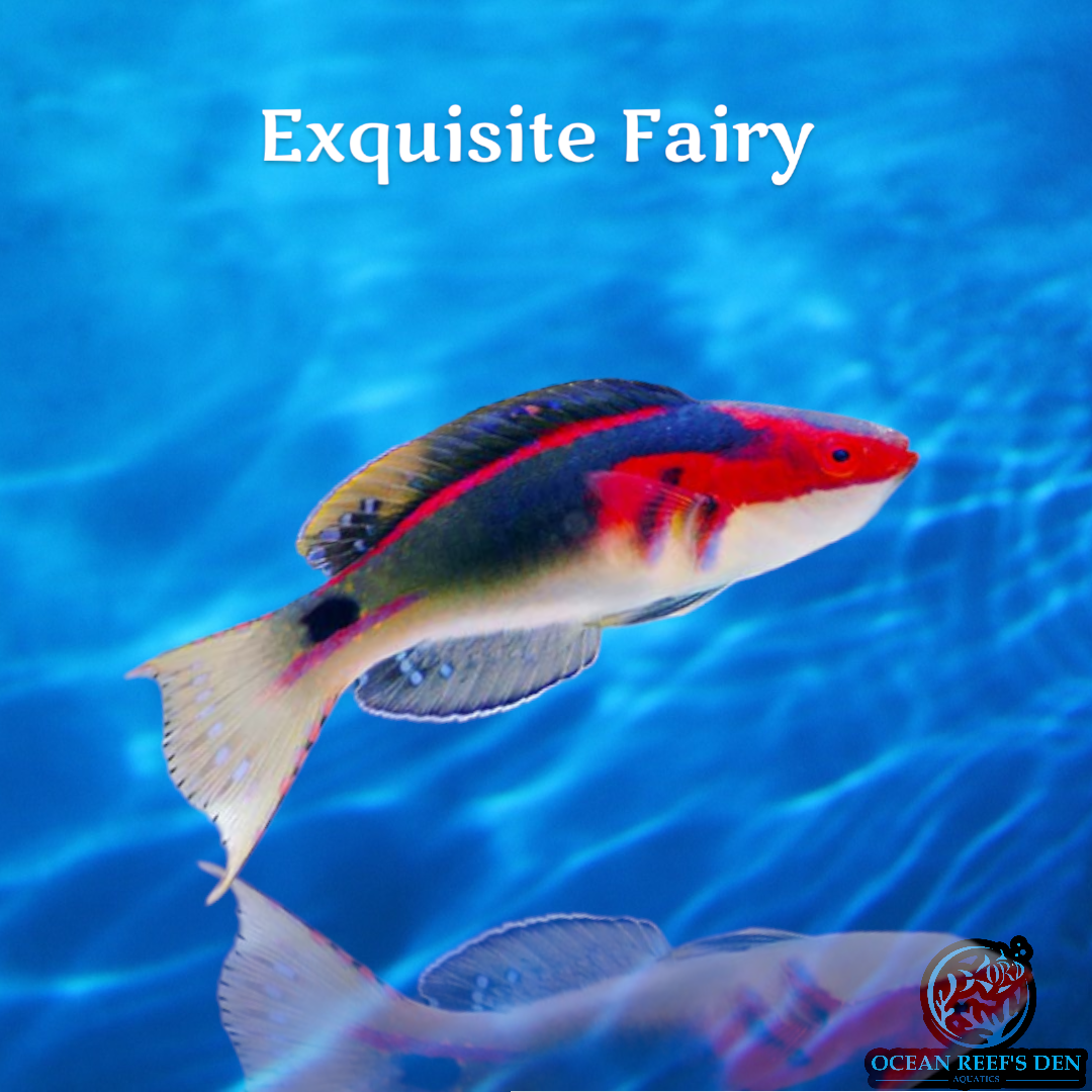 Wrasse - Exquisite Fairy