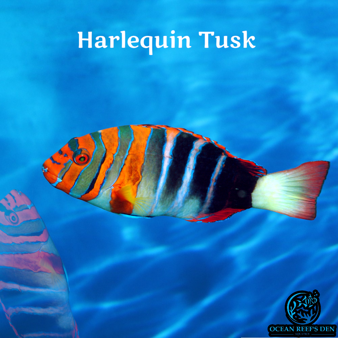 Wrasse - Harlequin Tusk