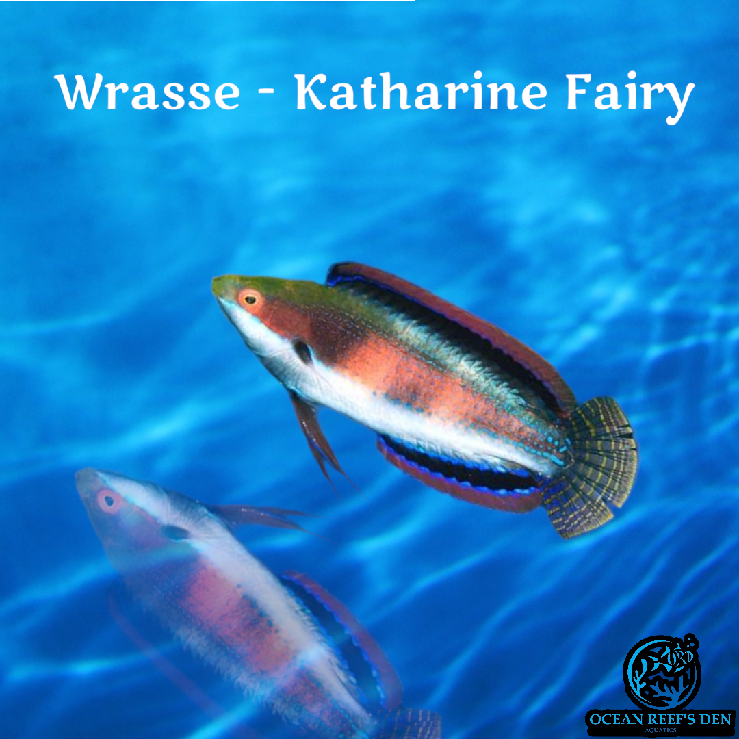 Wrasse - Katherine's Male Fairy
