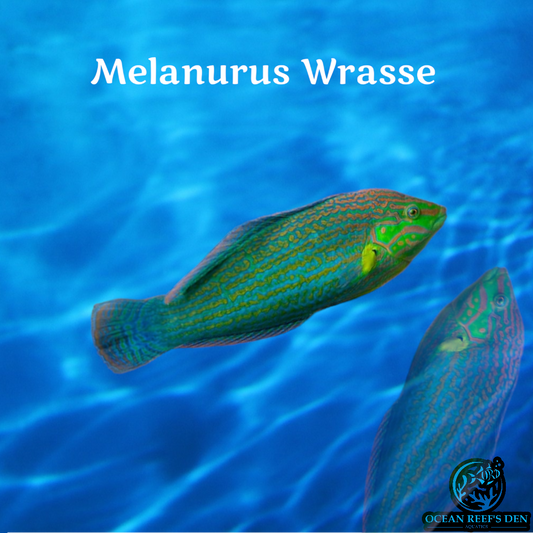Wrasse - Melanurus
