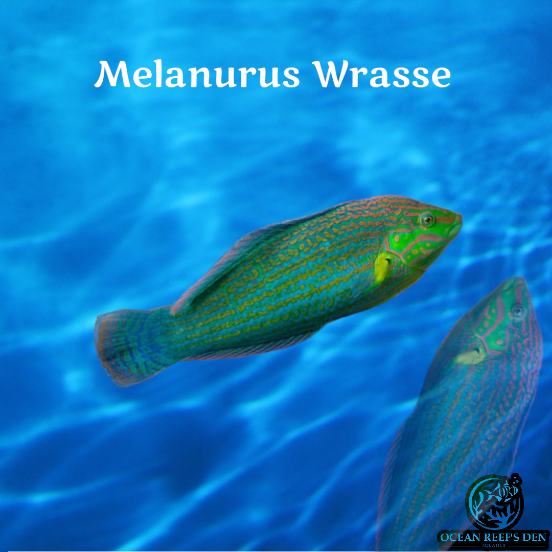 Wrasse - Melanurus