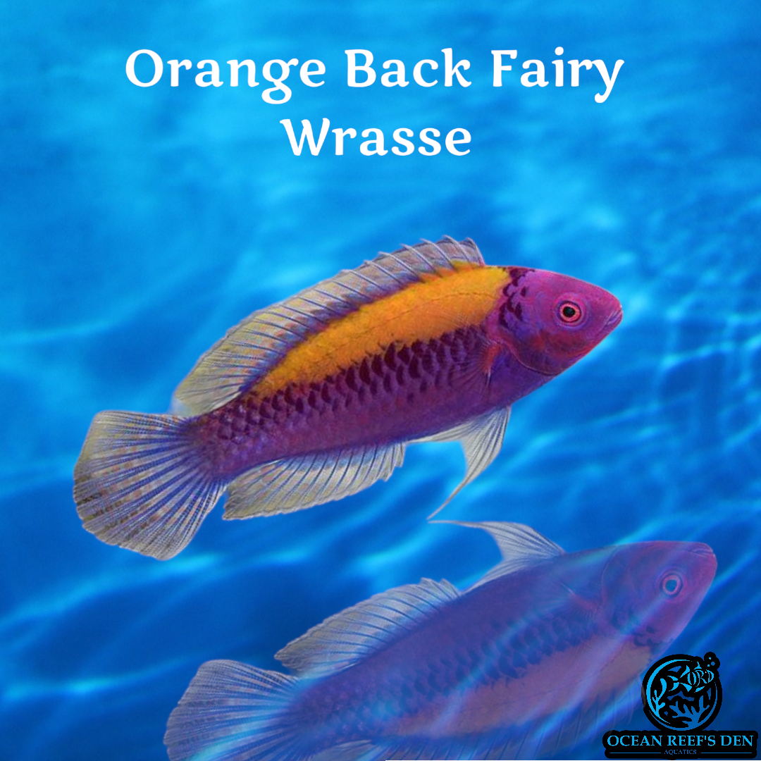 Wrasse - Orange Back Fairy