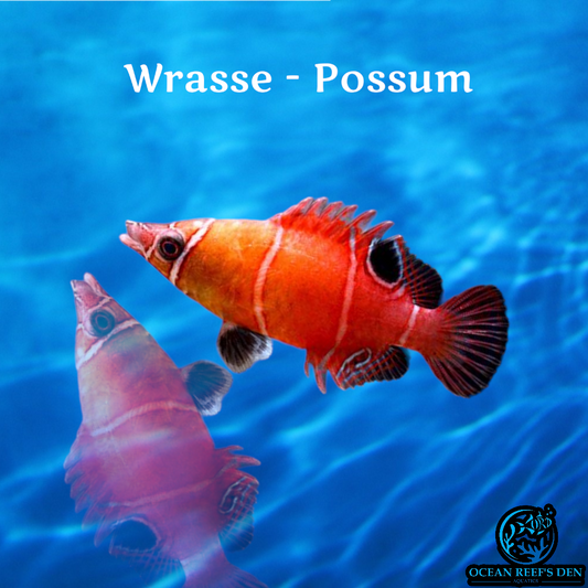 Wrasse - Possum